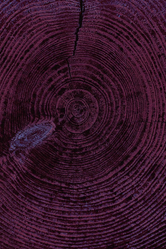 Purple Wood